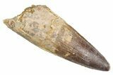 Real Fossil Spinosaurus Tooth - Huge Dinosaur Tooth #360448-1